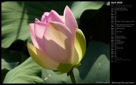 Blossoming Pink Lotus Flower