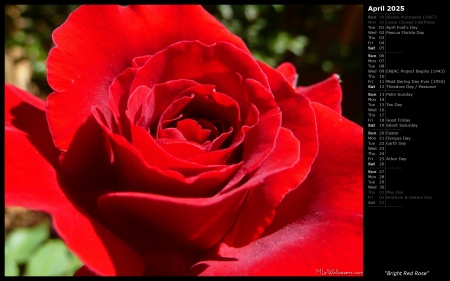 Bright Red Rose