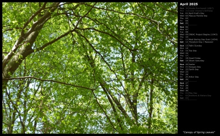 Canopy of Spring Leaves