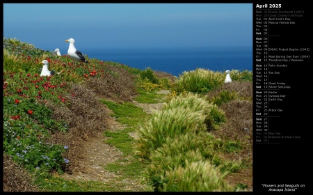 Flowers and Seagulls on Anacapa Island