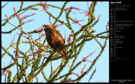 Immature Red-Tailed Hawk in Ocotillo