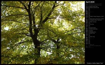 Inside a Yellow Maple Tree