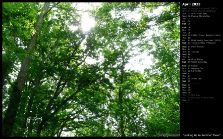 Looking Up to Summer Trees