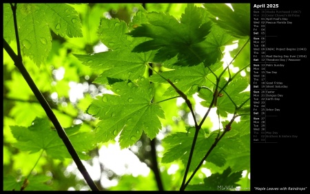 Maple Leaves with Raindrops