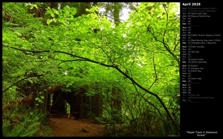 Maple Trees in Redwood Forest