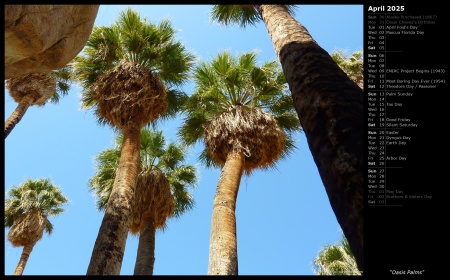 Oasis Palms