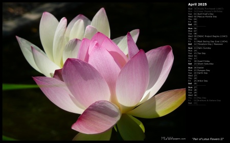 Pair of Lotus Flowers II