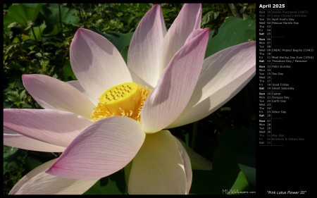 Pink Lotus Flower III