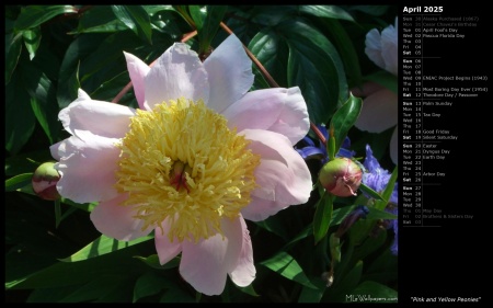 Pink and Yellow Peonies