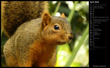 Portrait of a Squirrel