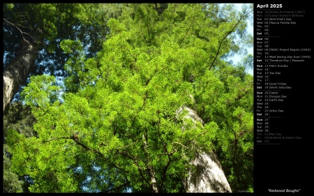 Redwood Boughs
