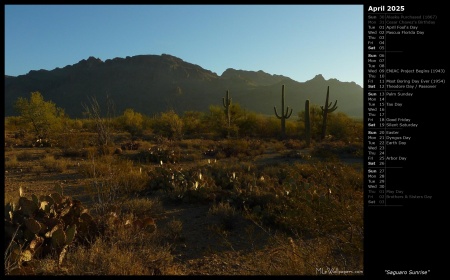 Saguaro Sunrise