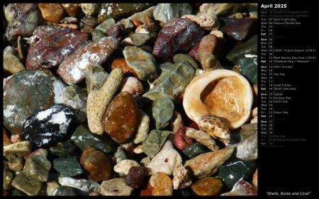Shells, Rocks and Coral
