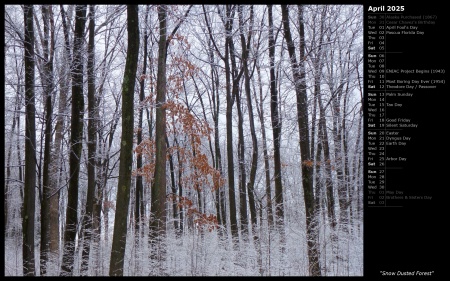 Snow Dusted Forest