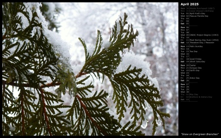 Snow on Evergreen Branches