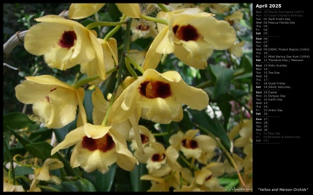 Yellow and Maroon Orchids