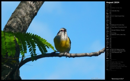 Bananaquit Bird