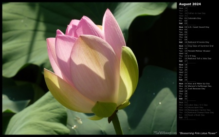 Blossoming Pink Lotus Flower