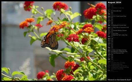 Monarch on Red Butterfly Bush