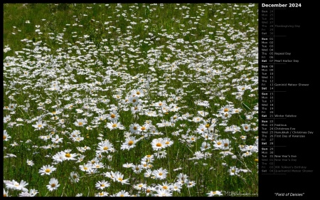 Field of Daisies