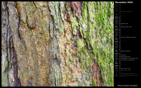 Moss-Covered Tree Bark