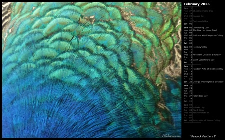 Peacock Feathers I