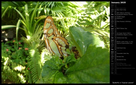 Butterfly in Tropical Leaves