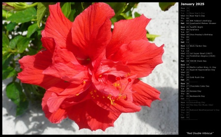 Red Double Hibiscus