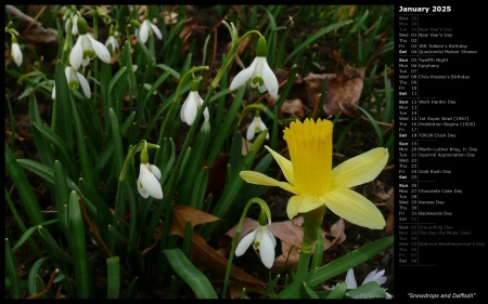 Snowdrops and Daffodil