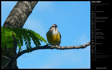 Bananaquit Bird