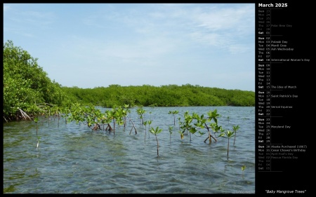 Baby Mangrove Trees