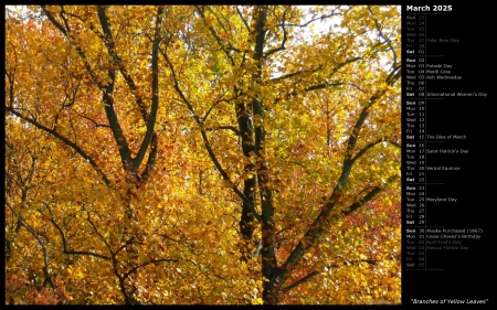 Branches of Yellow Leaves