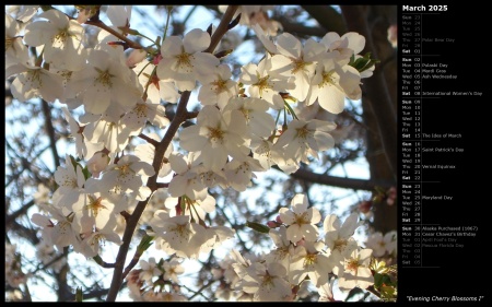 Evening Cherry Blossoms I