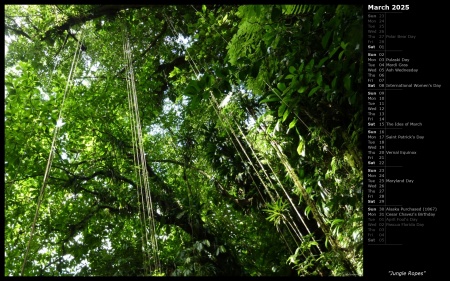 Jungle Ropes