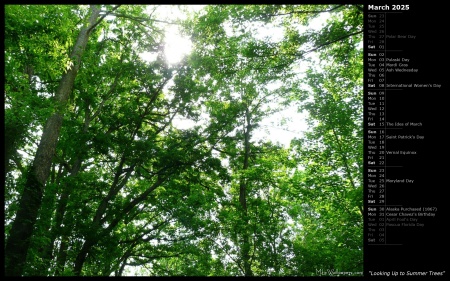 Looking Up to Summer Trees