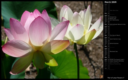Pair of Lotus Flowers I