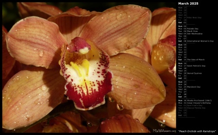 Peach Orchids with Raindrops