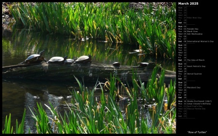 Row of Turtles