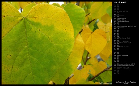 Yellow and Green Redbud Leaves