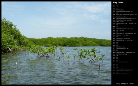 Baby Mangrove Trees