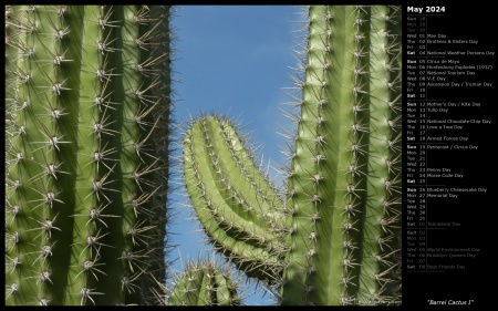Barrel Cactus I