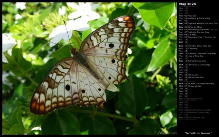 Butterfly on Jasmine