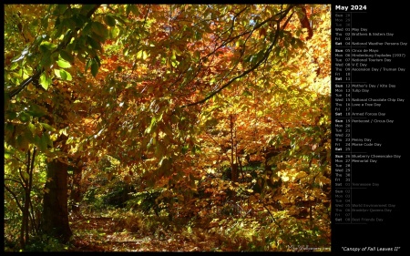 Canopy of Fall Leaves II