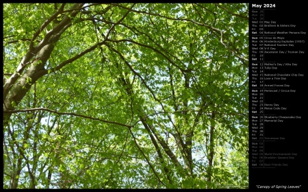 Canopy of Spring Leaves