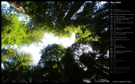 Circle of Redwood Trees