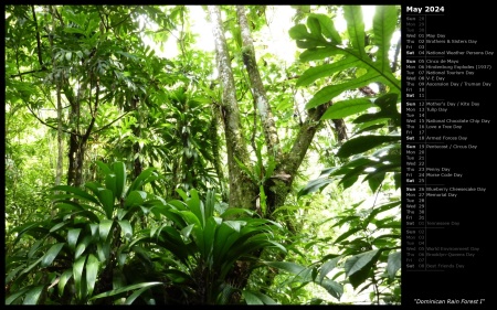 Dominican Rain Forest I