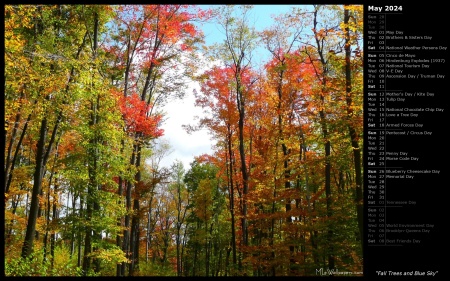 Fall Trees and Blue Sky