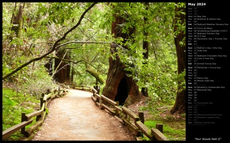 Muir Woods Path II