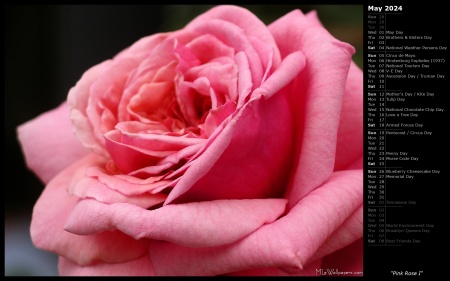 Pink Rose I