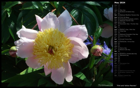 Pink and Yellow Peonies